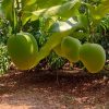 alphonso mango Farm