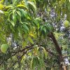 alphonso mango farm