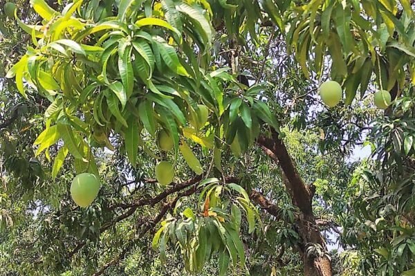 Indian History Of Mango