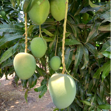 Nutritional Fact of alphonso Ratnagiri Alphonso Mango