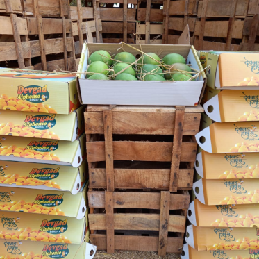 What is canning of Alphonso mangoes and Kesar Mangoes in india and how farmers benefit from it