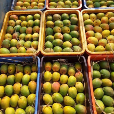 What is canning of Alphonso mangoes and Kesar Mangoes in india and how farmers benefit from it