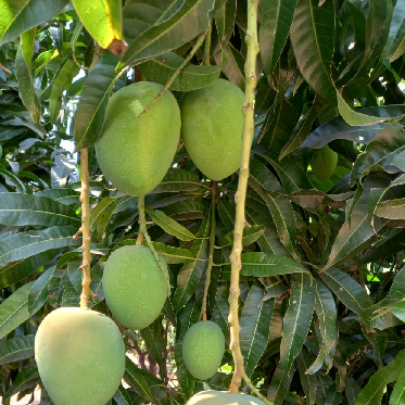 What is canning of Alphonso mangoes and Kesar Mangoes in india and how farmers benefit from it