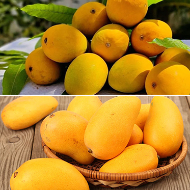 What is canning of Alphonso mangoes and Kesar Mangoes in india and how farmers benefit from it