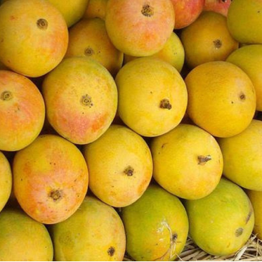 Spongy tissue quality defect in alphonso mango and its solutions