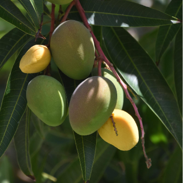 Can we Gift mangoes to key people in organisation