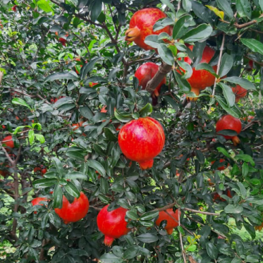 Nutritional Content in Pomegranate fruit
